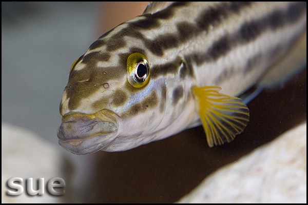 Julidochromis cf. regani 'Sumbu'